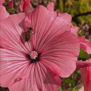 Meet your Posher, Isabella